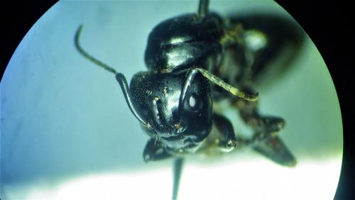 Réf. 277 286 : Camponotus herculeanus